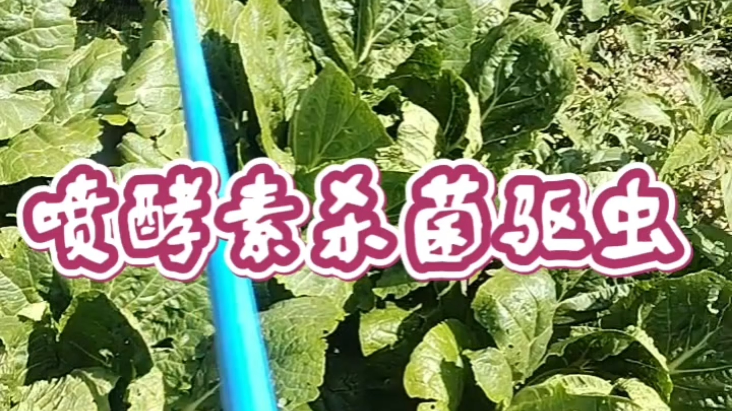������ֳ��ֲӦ��